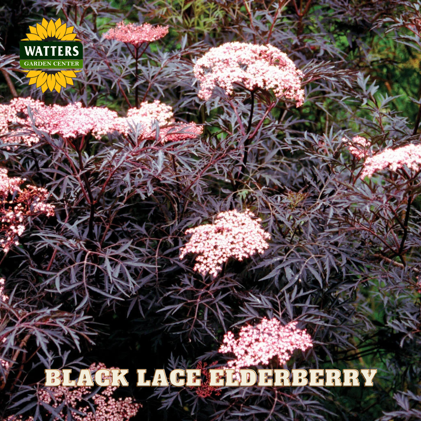 Black lace elderberry plant with pink flowers and Watters Garden Center logo.