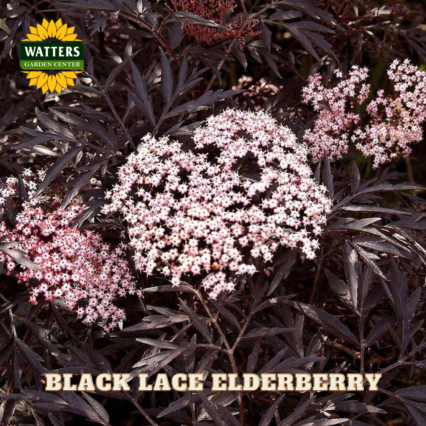 Black lace elderberry with pink flowers and Watters Garden Center logo.