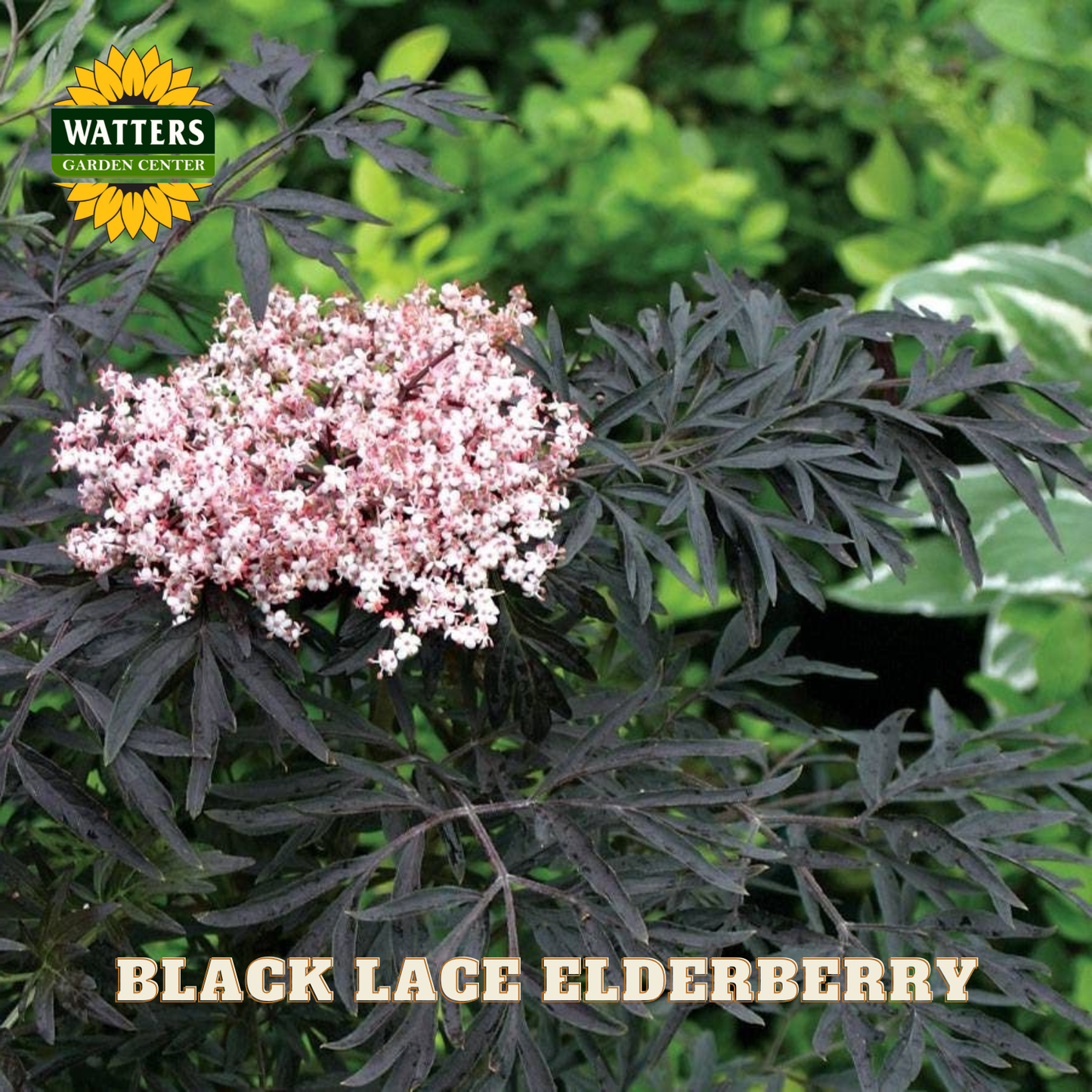 Black lace elderberry plant with pink flowers and Watters Garden Center logo.