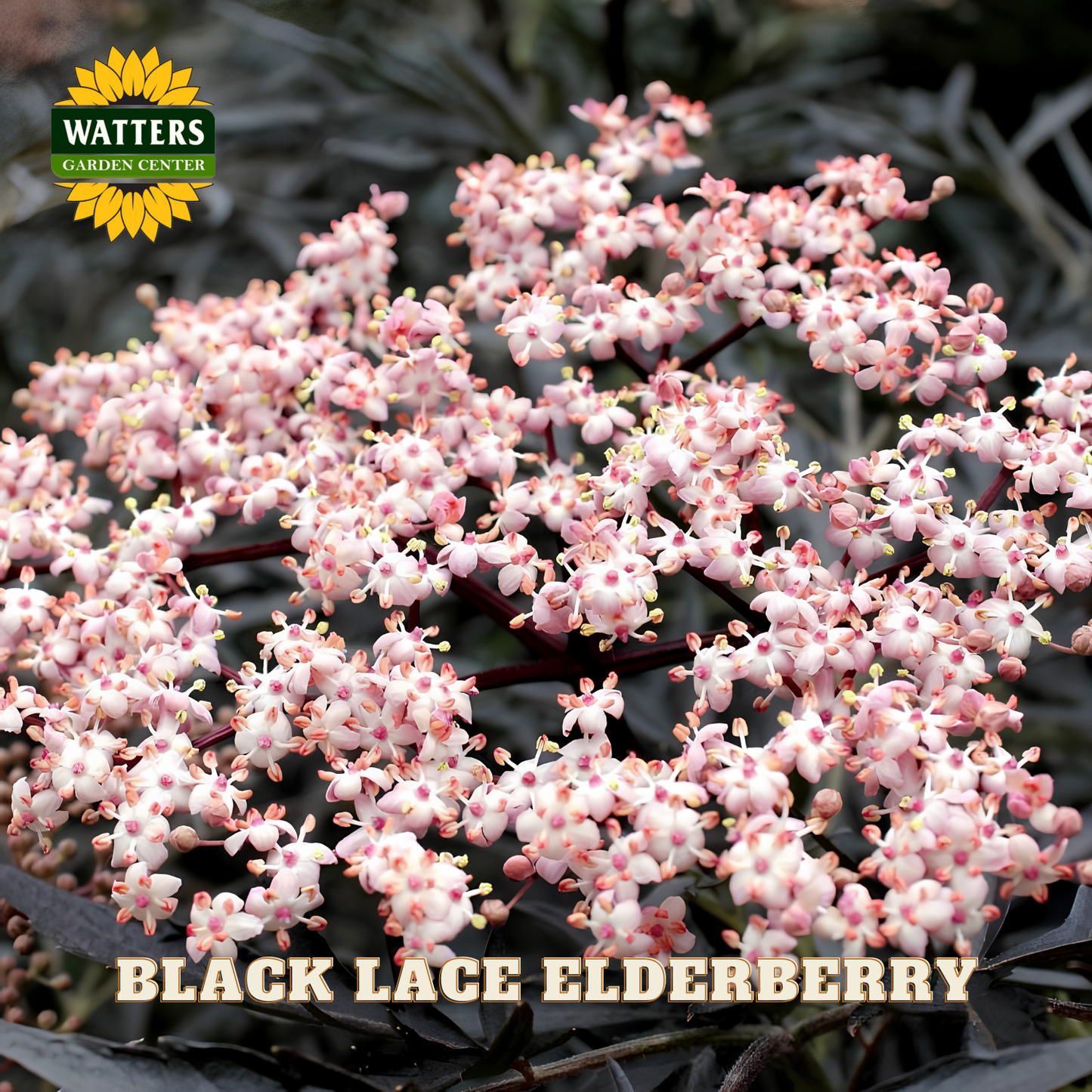 Black Lace Elderberry with Watters Garden Center logo
