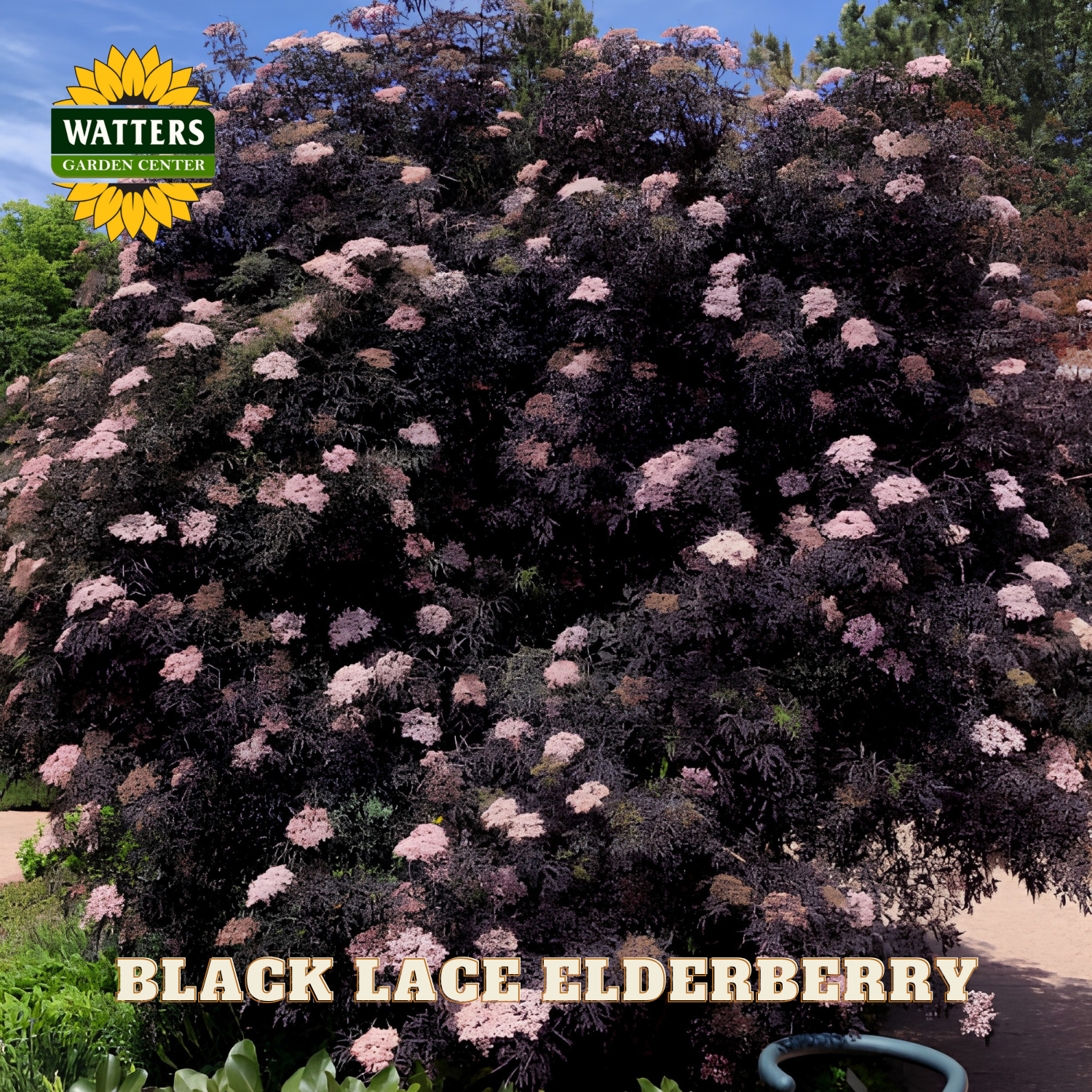 Black lace elderberry plant with pink flowers and Watters Garden Center logo.