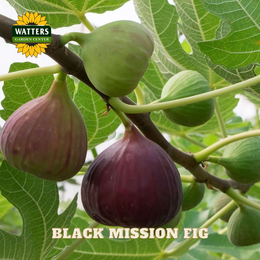 Black mission figs on a branch with Watters Garden Center logo.