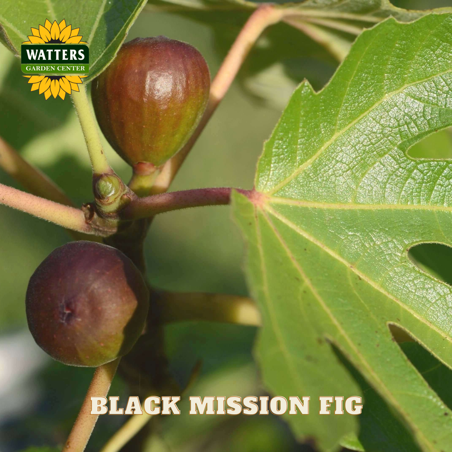 Black mission figs on a branch with green leaves, featuring Watters Garden Center logo.