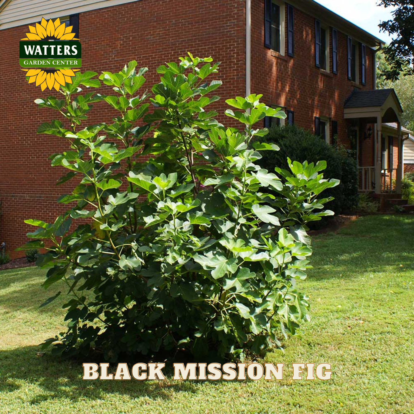 Black Mission Fig tree in front of a brick building with Watters Garden Center logo.