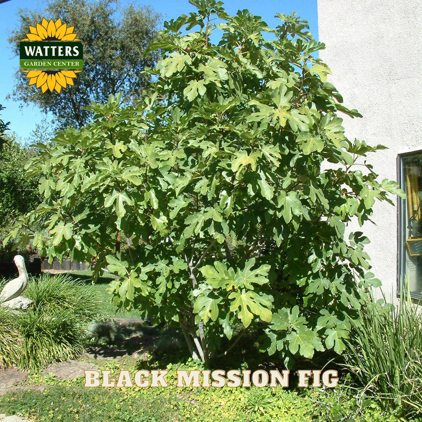 Black Mission Fig tree in a garden setting with Watters Garden Center branding.