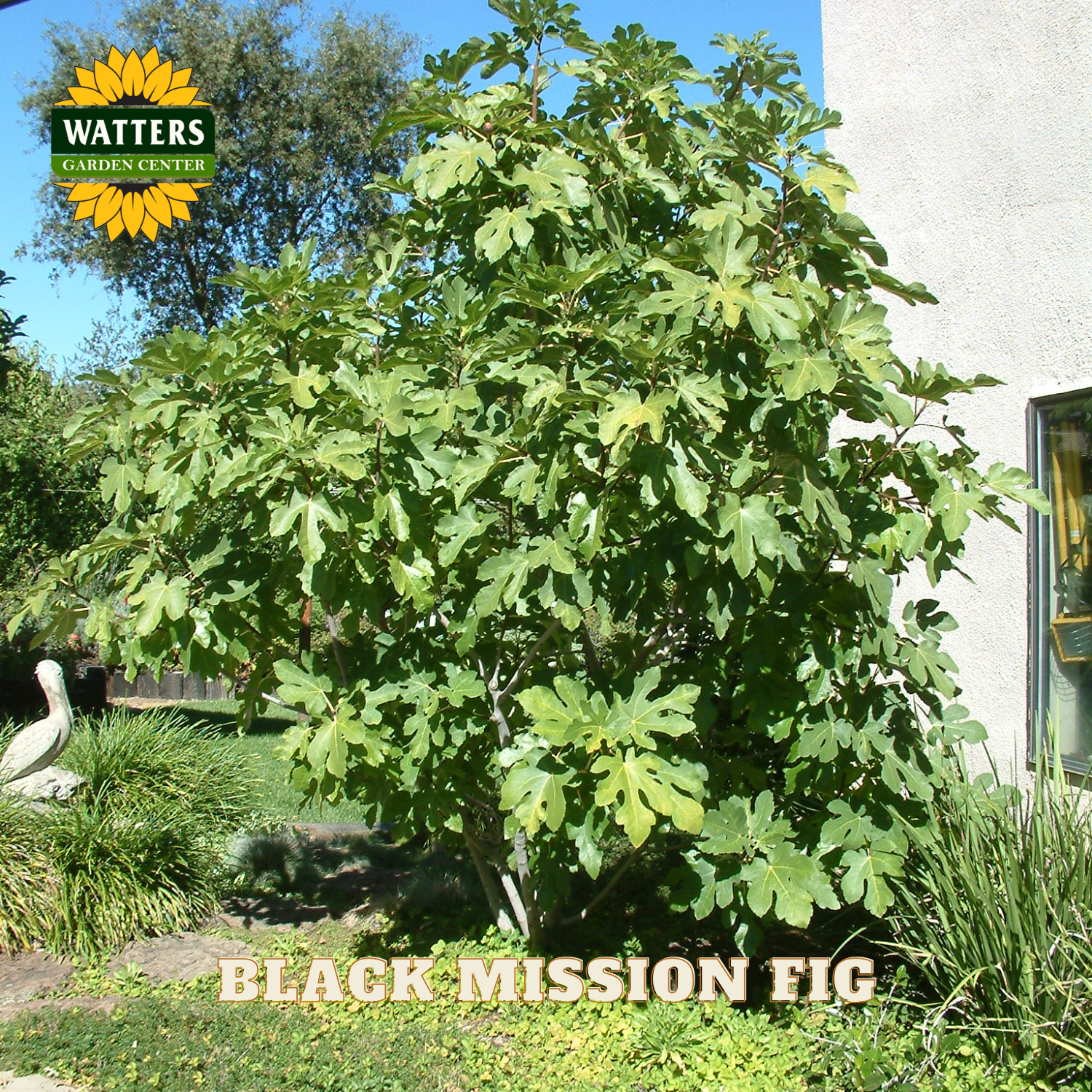 Black Mission Fig tree in a garden setting with Watters Garden Center branding.