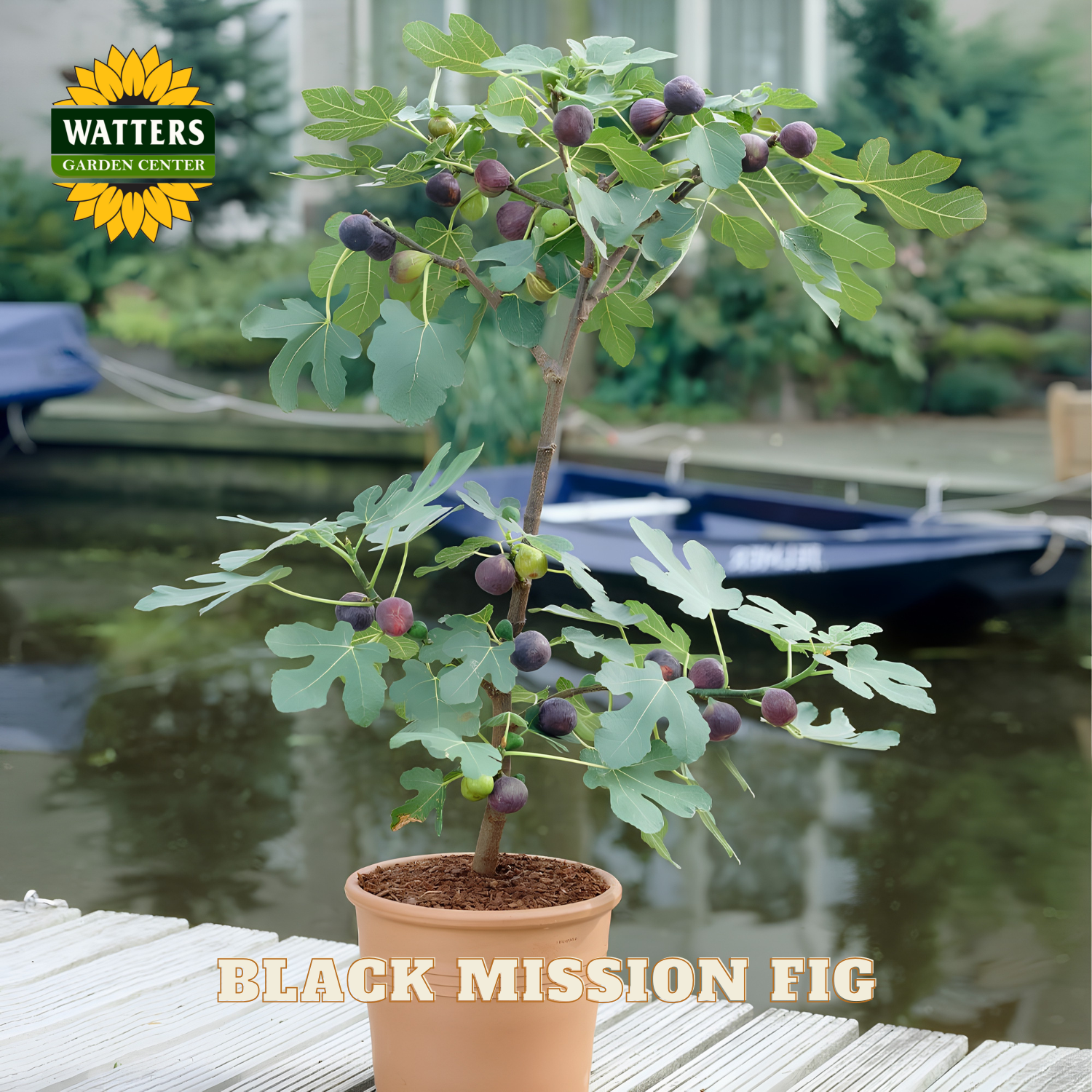Potted Black Mission fig tree with fruits on a wooden deck by a body of water, Watters Garden Center logo visible.