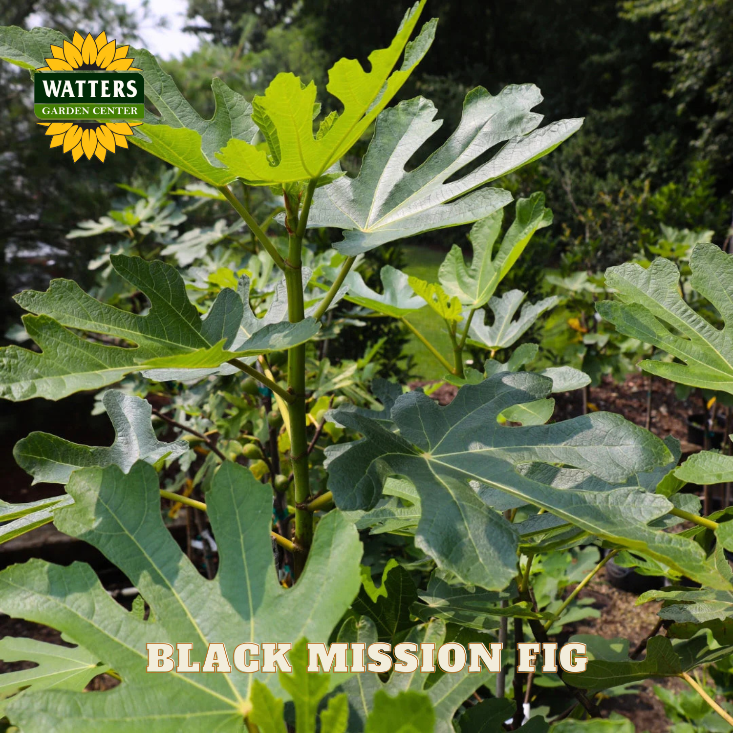 Black Mission fig plant with Watters Garden Center logo