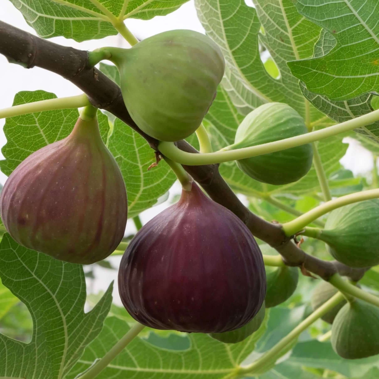 Figs on a tree branch with green leaves