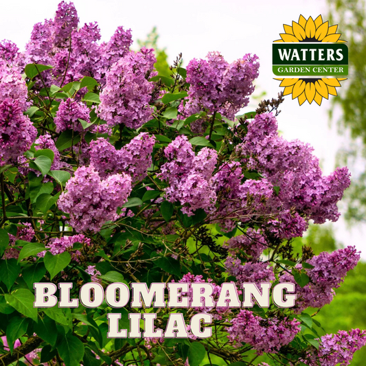 BLOOMERANG PURPINK LILAC 2gal