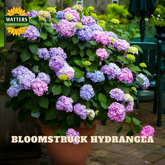 Potted Bloomstruck Hydrangea plant with colorful flowers in a garden setting, featuring Watters Garden Center branding.