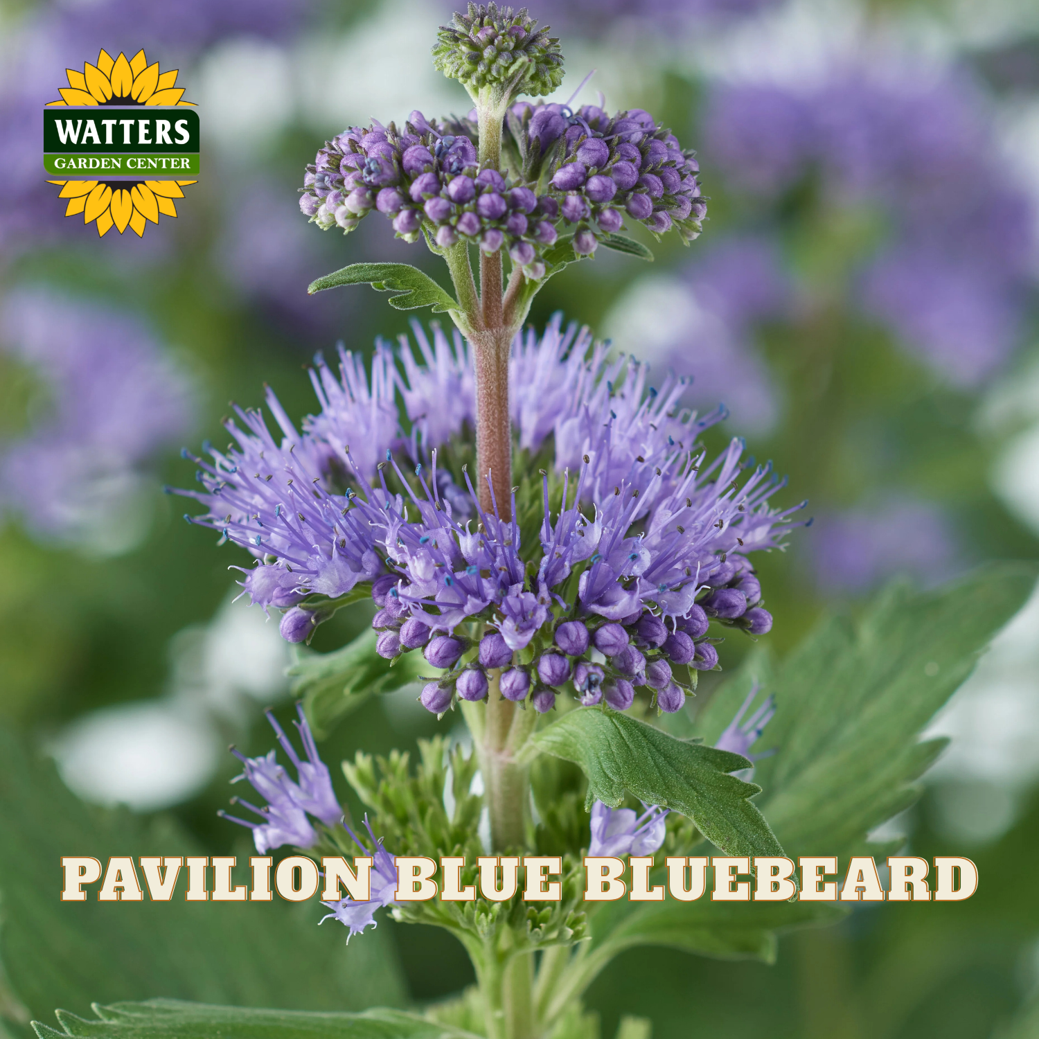 Close-up of a purple-blue flowering plant with clusters of small blossoms, green leaves, and text reading 'PAVILION BLUE BLUEBEARD' plus a Watters Garden Center logo.