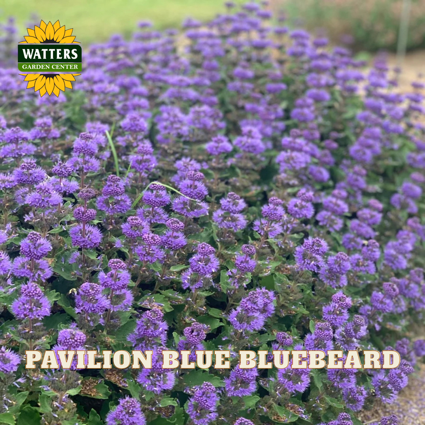 A dense patch of bluebeard flowers in full bloom, featuring small purple-blue blossoms and green leaves. The Watters Garden Center logo is in the top-left corner, and the text 'PAVILION BLUE BLUEBEARD' is overlaid at the bottom.