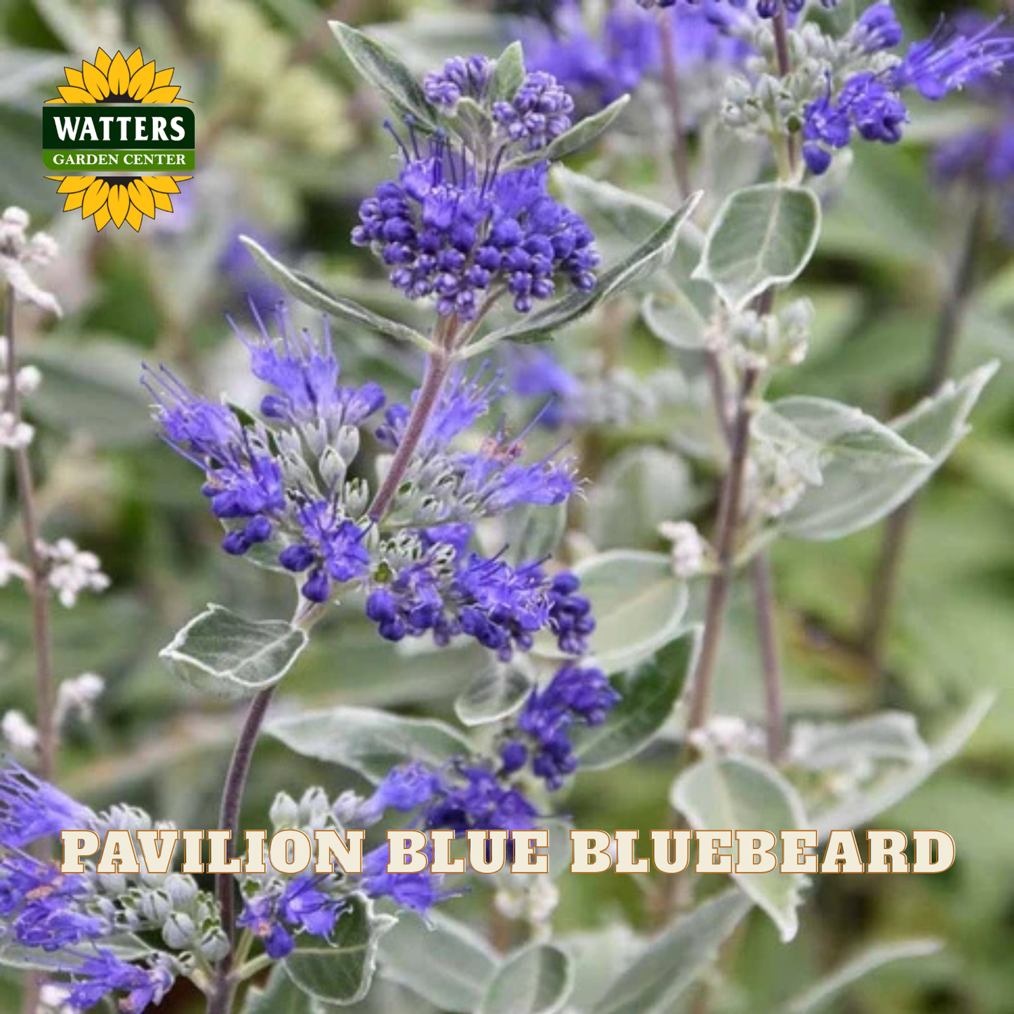 Close-up of a bluebeard plant with clusters of small blue-purple flowers and silvery-green leaves, with the text 'PAVILION BLUE BLUEBEARD' and a Watters Garden Center logo visible.