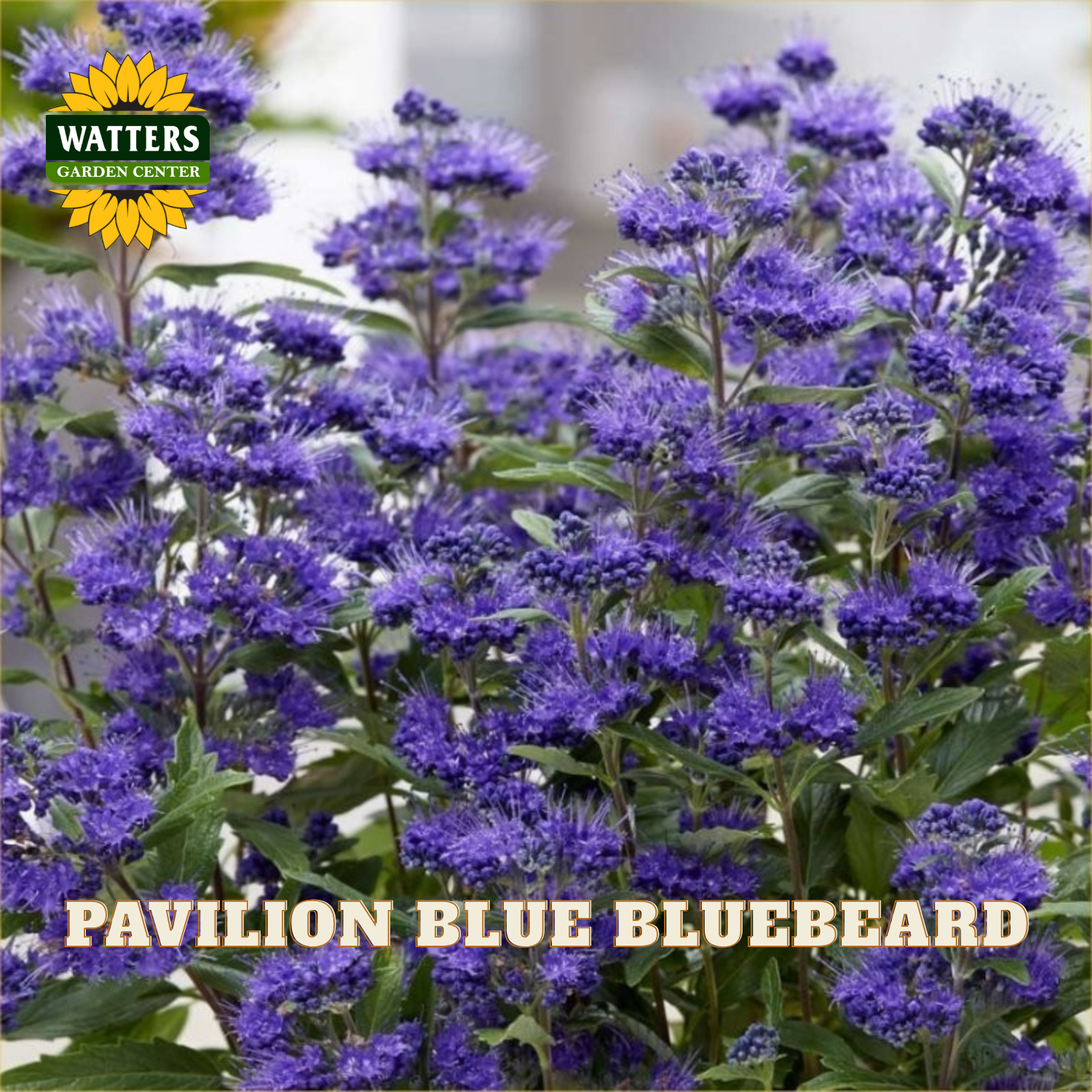 A close-up of purple-blue bluebeard flowers with green leaves, featuring a Watters Garden Center logo in the top left and the text 'PAVILION BLUE BLUEBERRID' across the bottom.