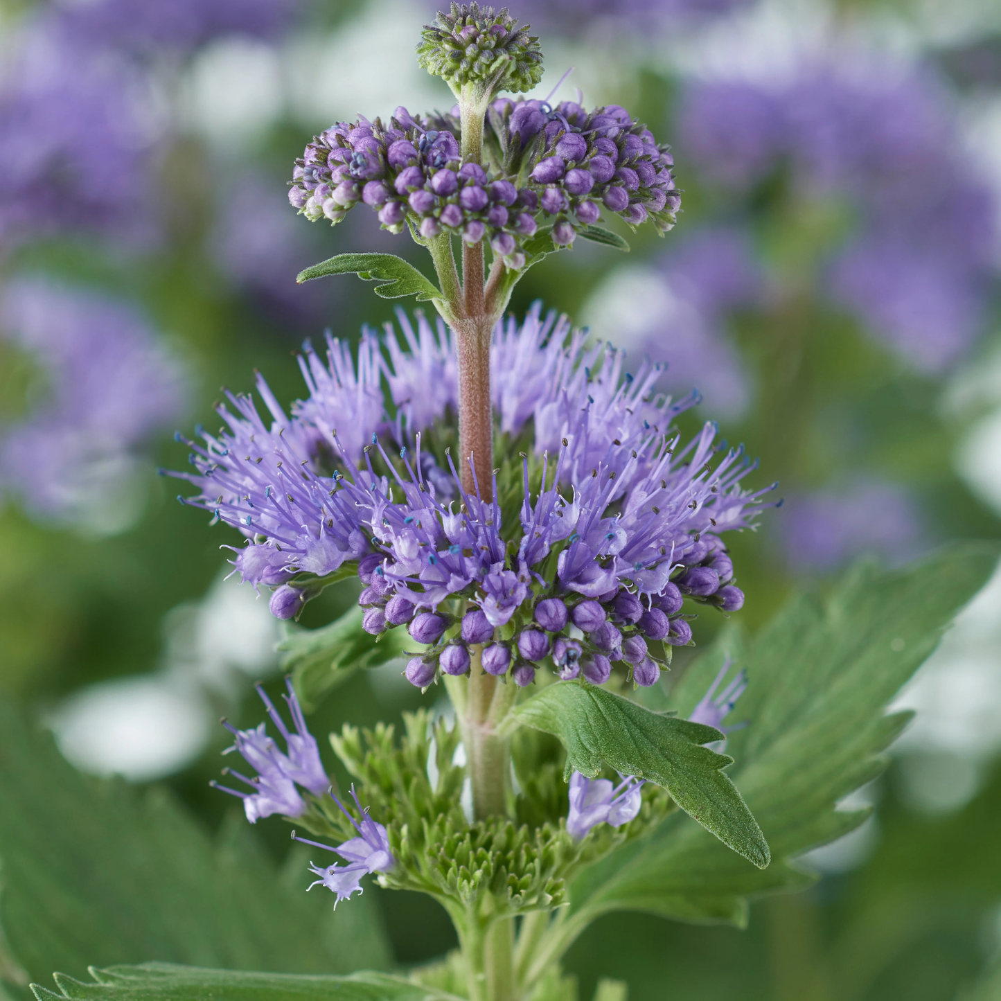 A close-up of a purple flowering plant with clustered tubular blossoms and green leaves, photographed outdoors with a softly blurred background of similar flowers.