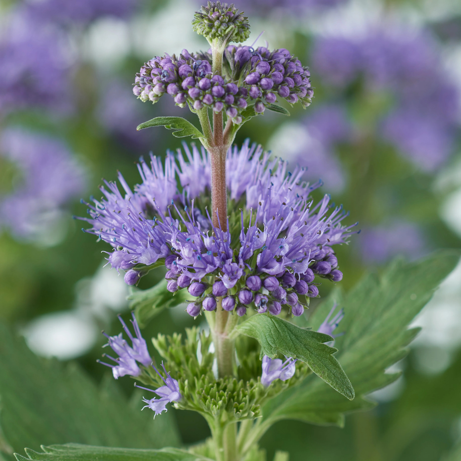 A close-up of a purple flowering plant with clustered tubular blossoms and green leaves, photographed outdoors with a softly blurred background of similar flowers.