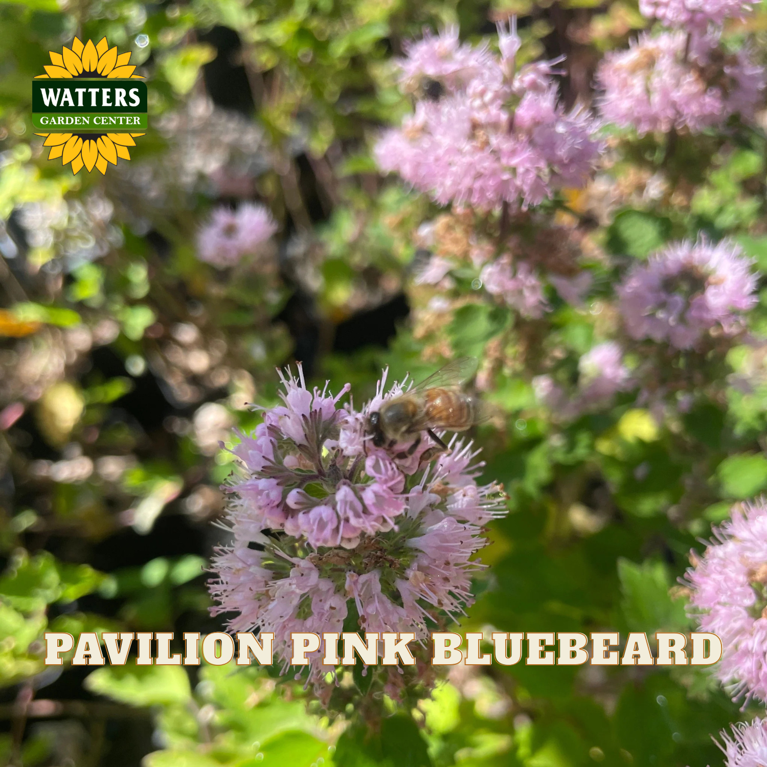 A close-up outdoor photo of a bee visiting pink bluebeard flowers on a plant, with the text 'PAVILION PINK BLUEBEARD' and a Watters Garden Center logo visible.