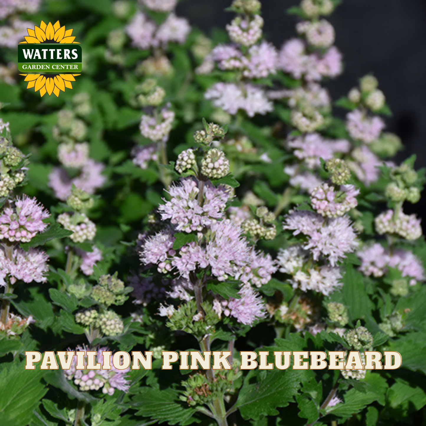 Close-up of a flowering bluebeard plant with small pink-lilac blossoms and green leaves. The Watters Gardens Center logo appears in the top left, and the text 'PAVILION PINK BLUEBEARD' is overlaid at the bottom.
