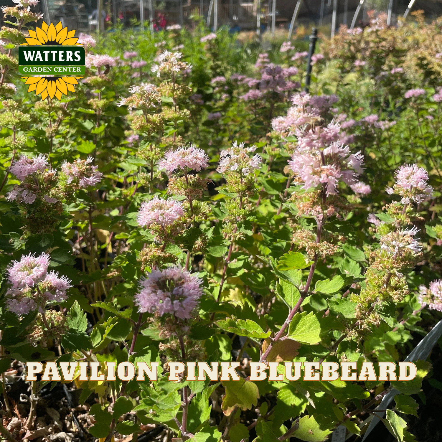 A field of bluebeards with light pink flowers and green leaves, with text overlay reading 'PAVILION PINK BLUEBEARD' and a Watters Garden Center logo in the top left.