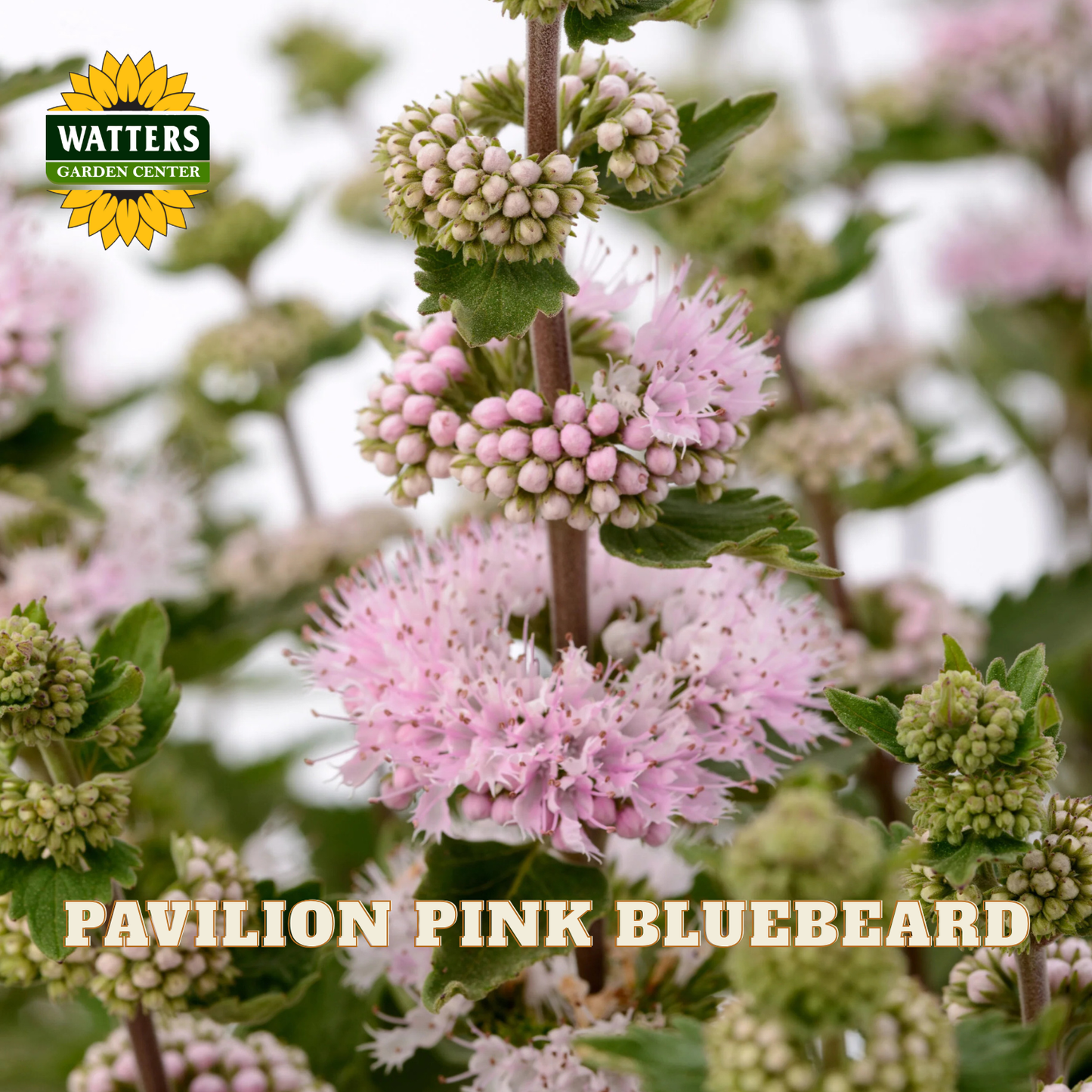 Close-up of a flowering bluebeard plant with clusters of pale pink flowers and green leaves. The Watters Garden Center logo appears in the top left, and the text 'PAVILION PINK BLUEBEARD' is overlaid at the bottom.