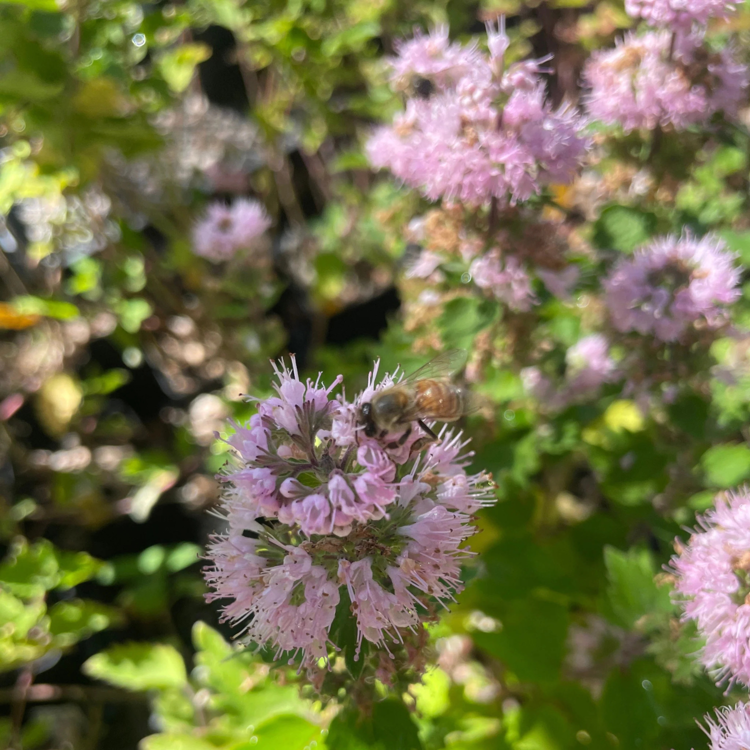A close-up outdoor shot of a bee crawling on a cluster of light pink flowers with green foliage in the background.