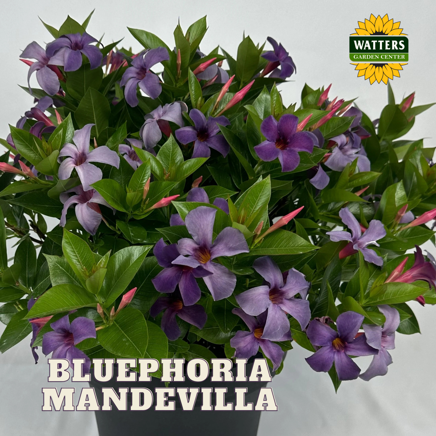 BLUEPHORIA MANDEVILLA 2gal