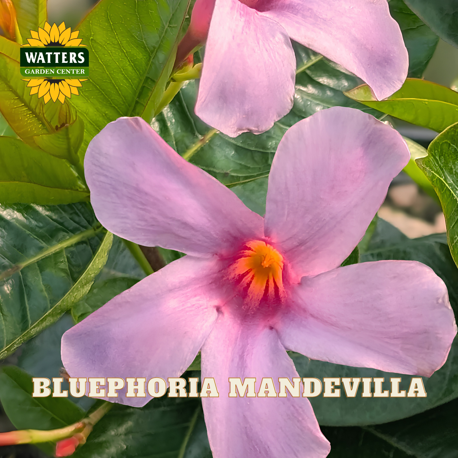 A close-up of a pink-bluephoria mandevilla flower with five pale pink petals, a yellow-orange center, and green leaves. The Watters Garden Center logo appears in the top left, and the text 'BLUEPHORIA MANDEVILLA' appears at the bottom.