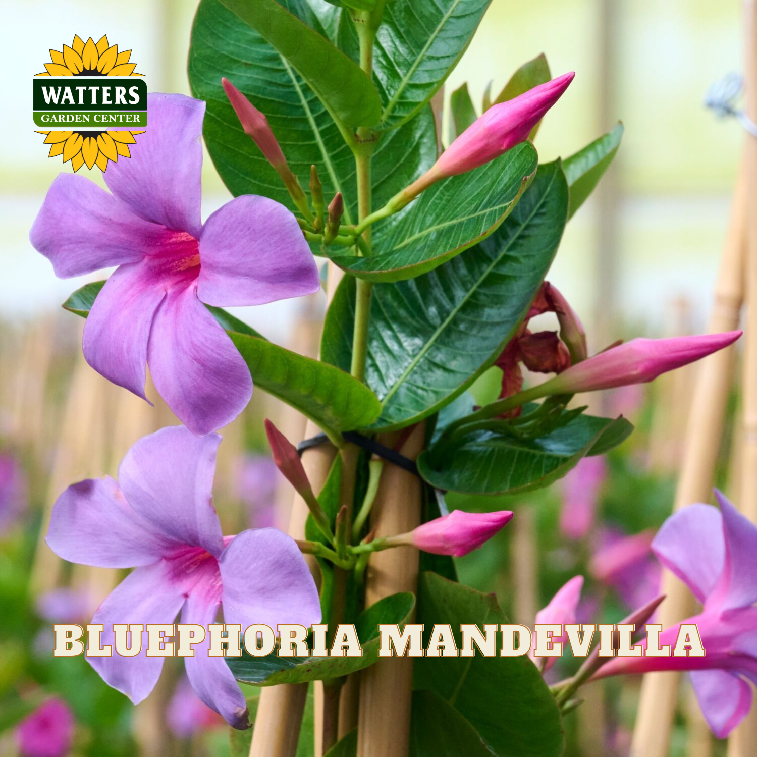 Purple-blue phlox mandevilla flowers with green leaves and pink buds, supported by bamboo stakes, with a Watters Garden Center logo and 'BLUEPHORIA MANDEVILLA' text overlay.