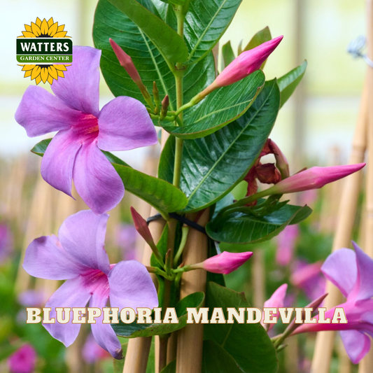 Purple-blue phlox mandevilla flowers with green leaves and pink buds, supported by bamboo stakes, with a Watters Garden Center logo and 'BLUEPHORIA MANDEVILLA' text overlay.