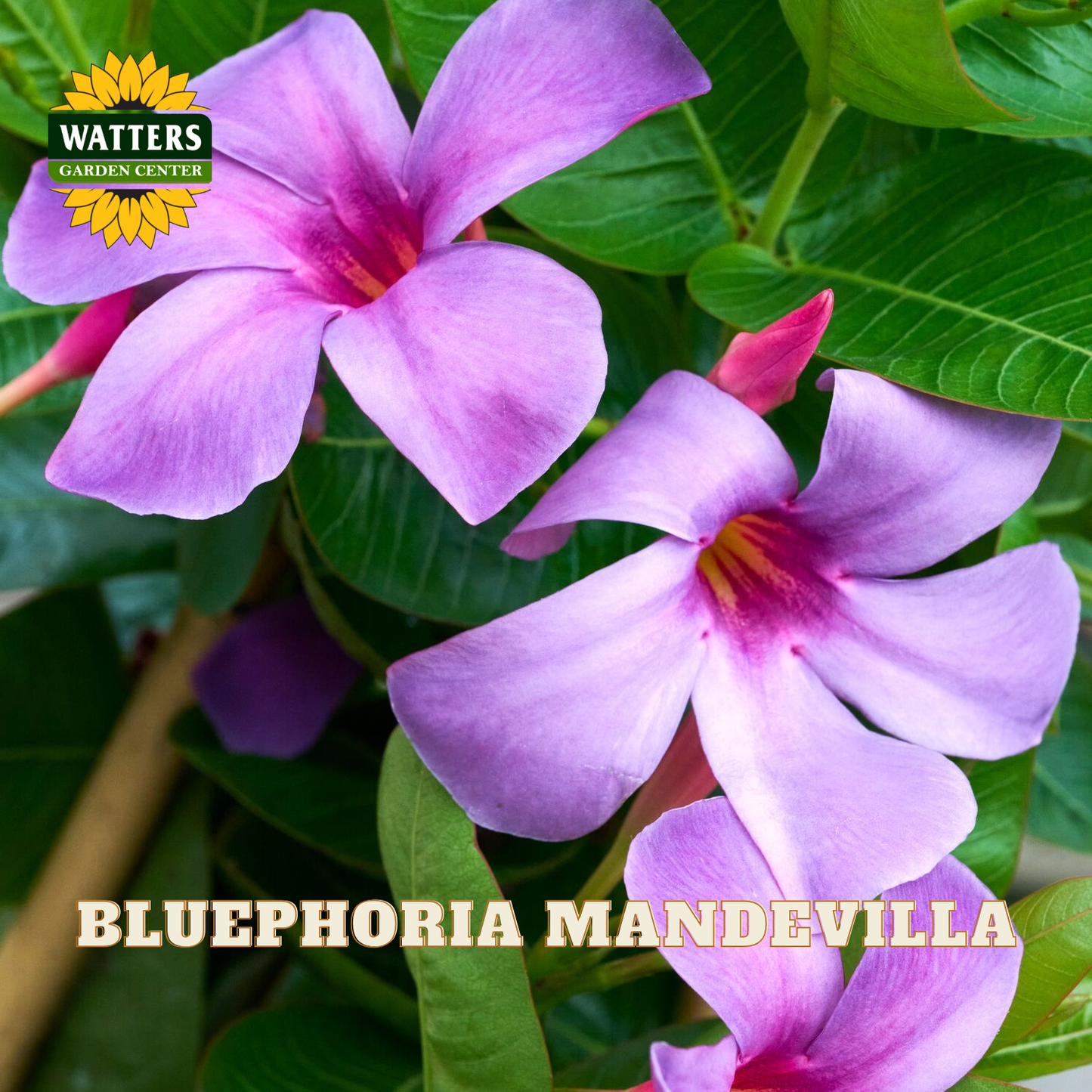 Purple-blue flowers with pink centers growing among green leaves, with a Watters Garden Center logo in the top left and the text BLUEPHORIA MANDEVILLA at the bottom.