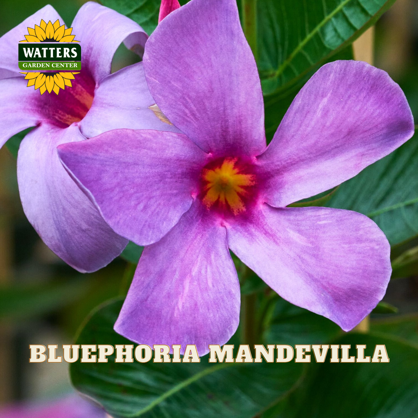 Close-up of a purple-blue flower with five petals, a yellow-orange center, and green leaves. The Watters Garden Center logo appears in the top left, and the text 'BLUEPHORIA MANDEVILLA' is shown at the bottom.