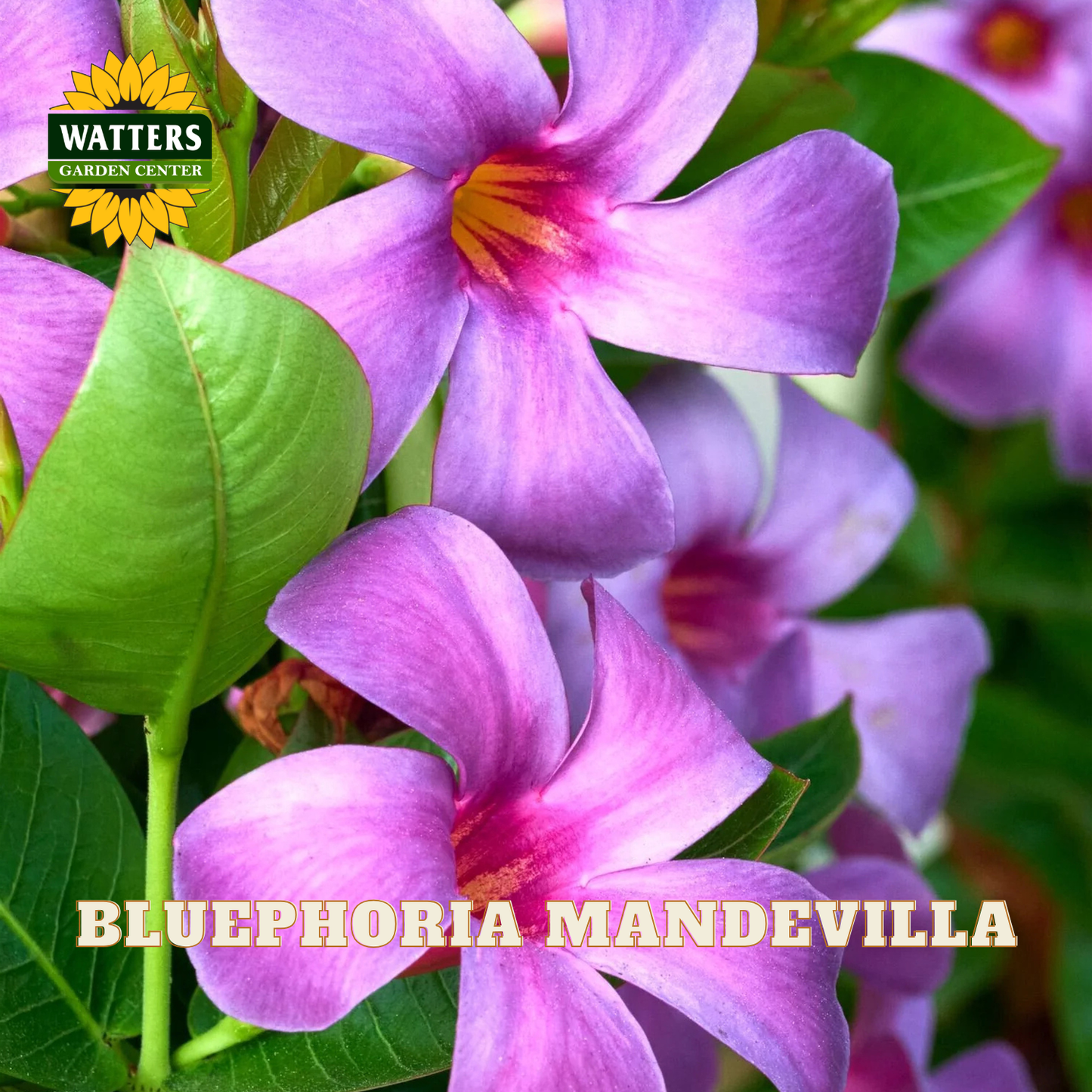 Close-up of purple-blue flowers with green leaves and a Watters Garden Center logo, with the text 'BLUEPHORIA MANDEVILLA' at the bottom.