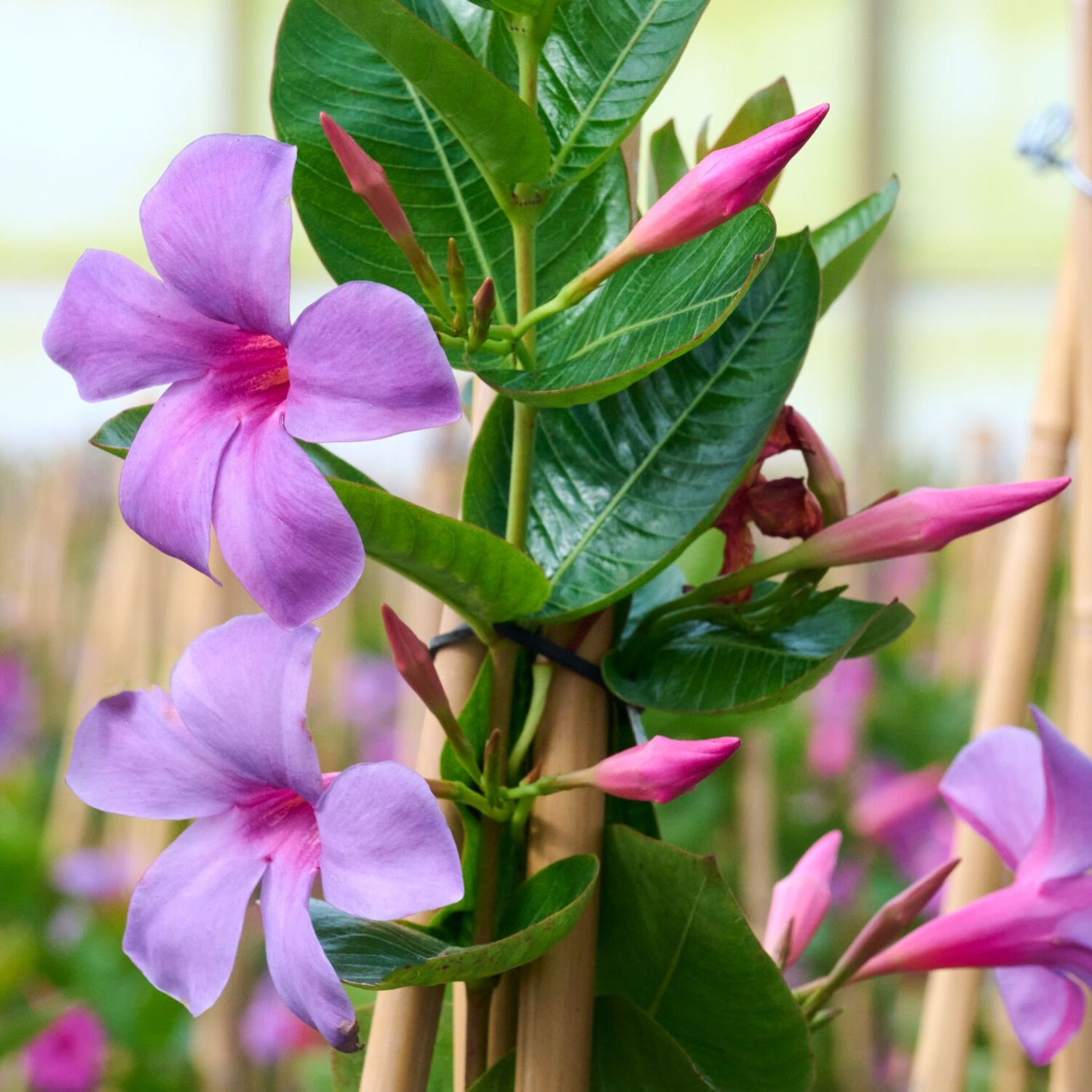 Purple flowering plant with large trumpet-shaped blossoms and glossy green leaves, growing along bamboo stakes in a garden setting.