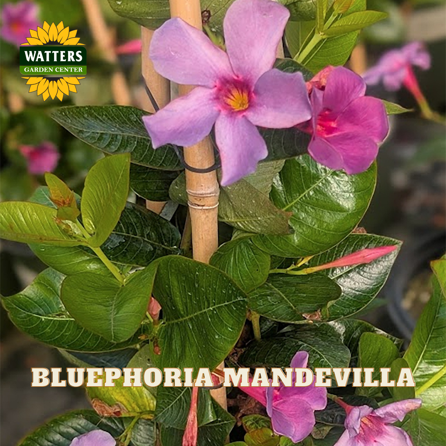 Bluephoria Mandevilla plant with vibrant pink-purple flowers and glossy green leaves, supported by bamboo stakes, with a Watters Garden Center logo in the top left and text reading BLUEPHORIA MANDEVILLA at the bottom.