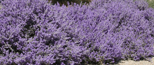 BLUE RANGER TEXAS SAGE 5gal