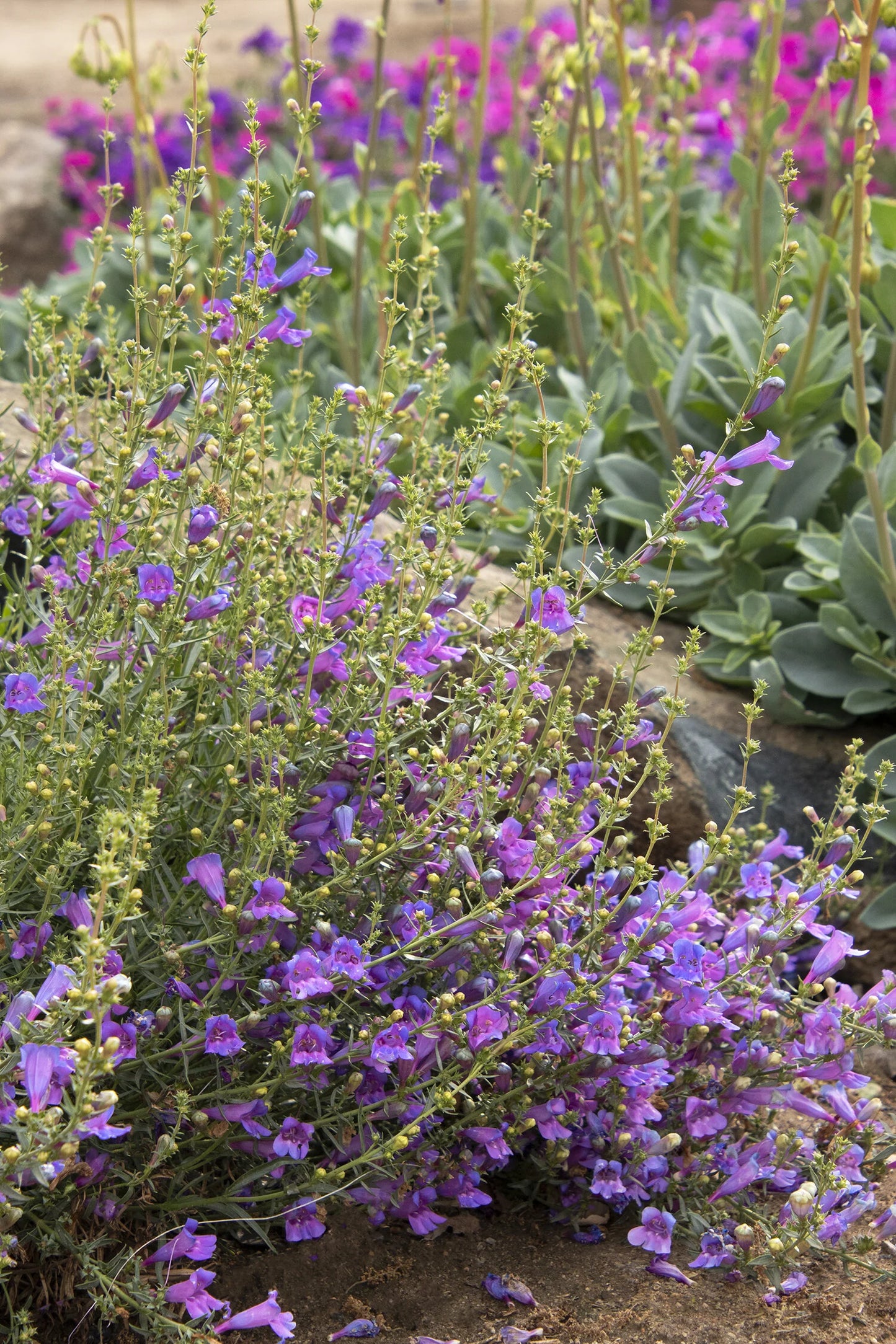 ROCK CANDY BLUE PENSTEMON 1gal