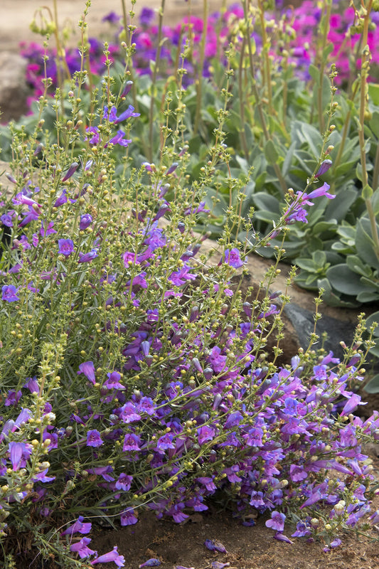 ROCK CANDY BLUE PENSTEMON 1gal