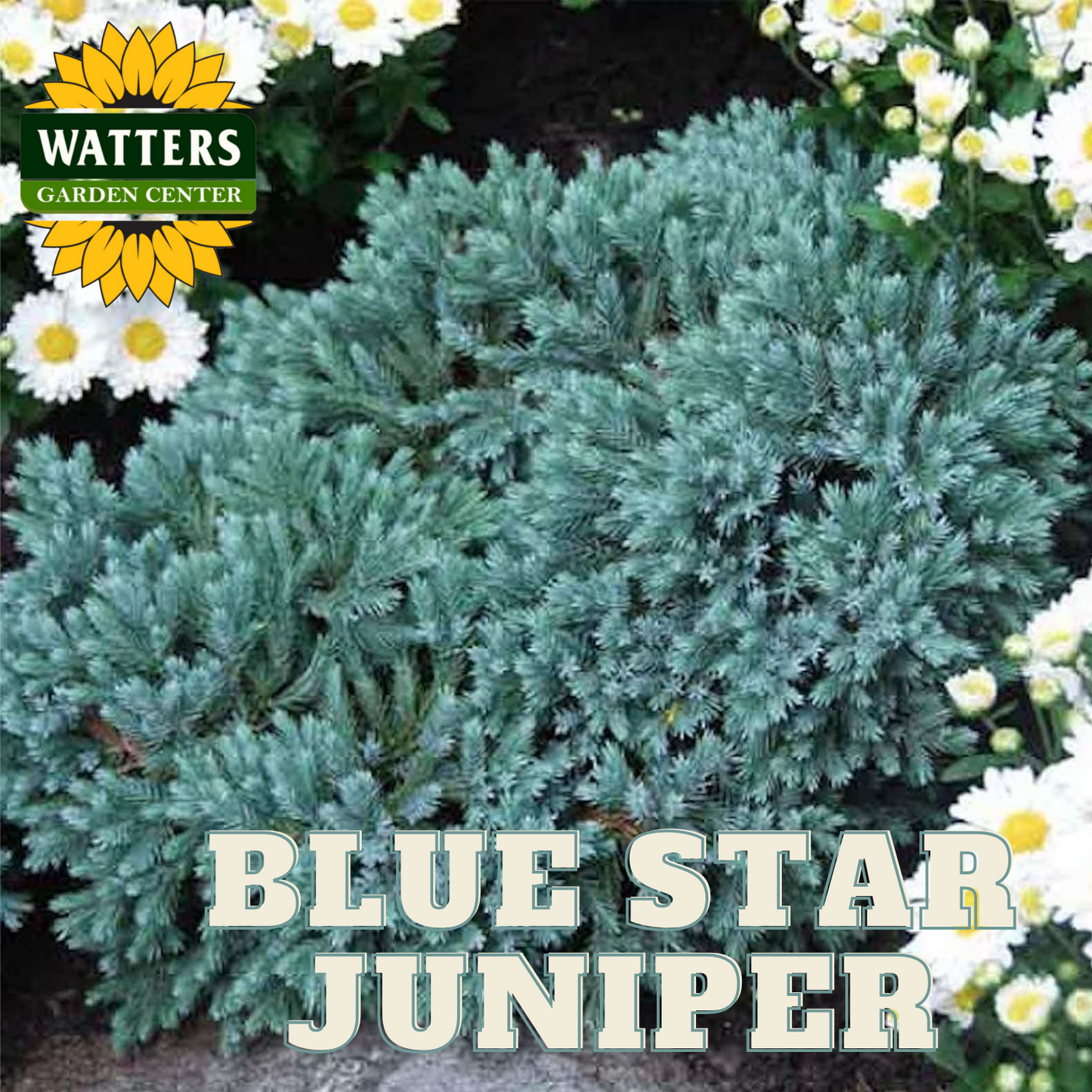 Blue Star Juniper plant with dense, feathery, silvery-blue foliage, labeled with the name 'BLUE STAR JUNIPER' in front of a backdrop of white flowers.
