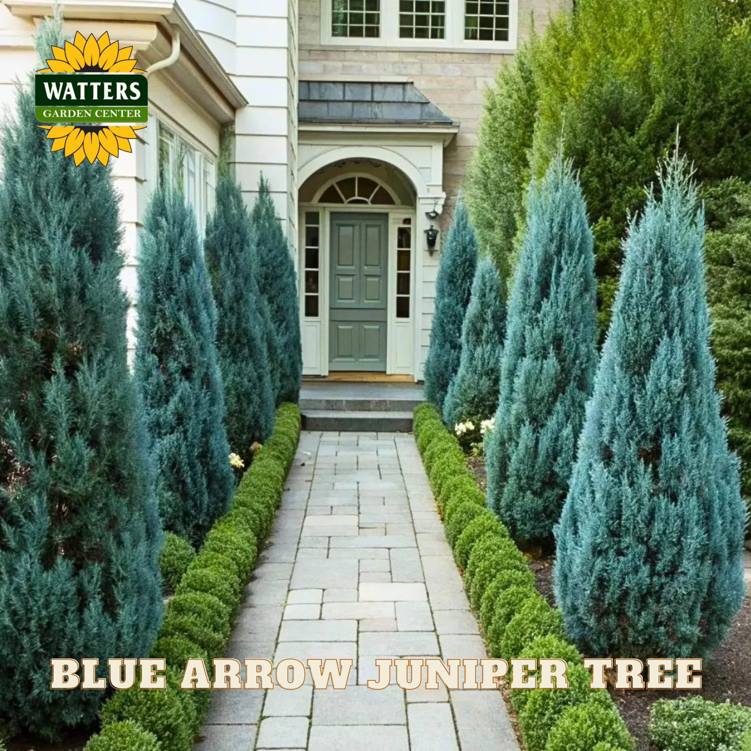 Neatly trimmed Blue Arrow Juniper trees lining a pathway in front of a house, with Watters Garden Center branding.