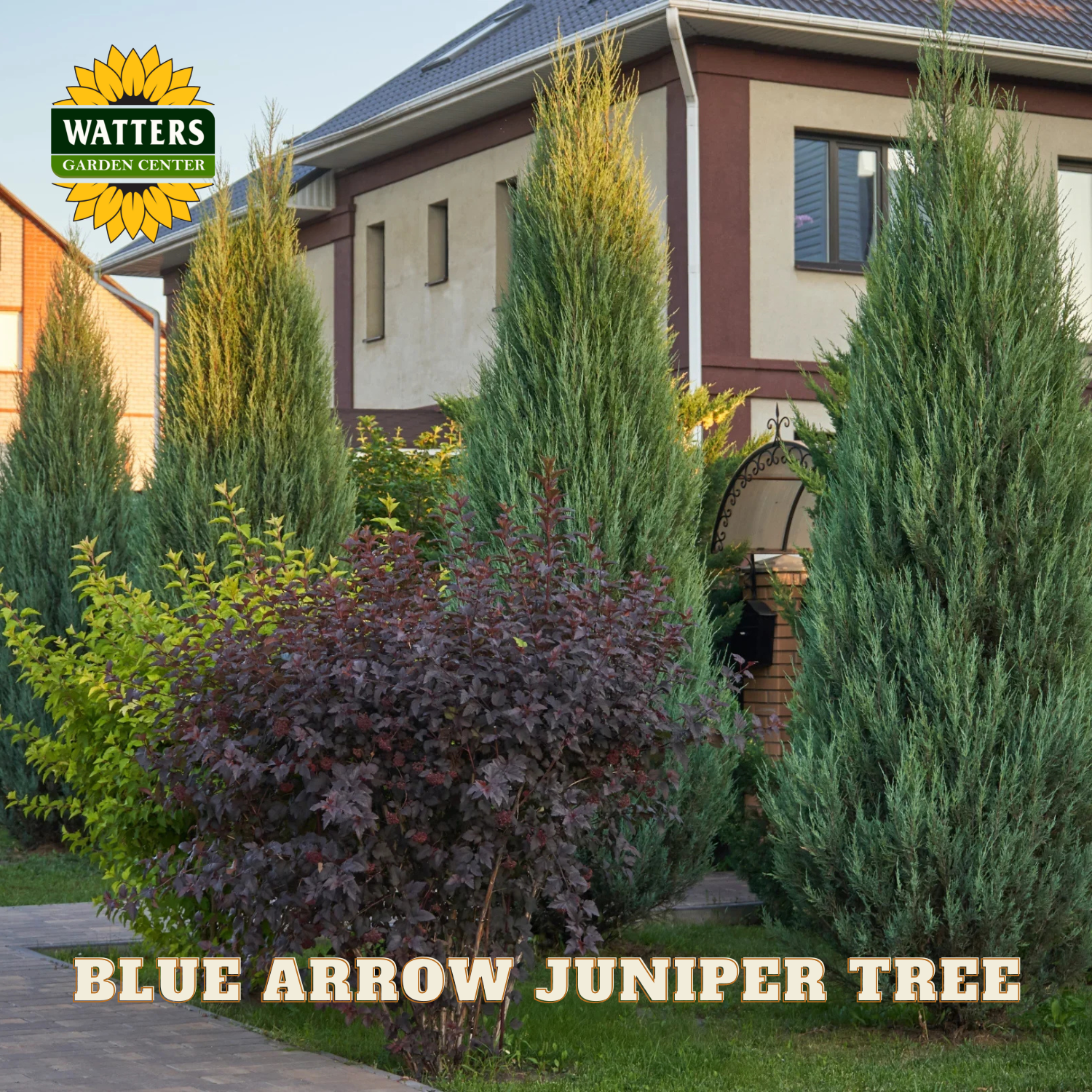 Blue Arrow Juniper Tree in front of a house with Watters Garden Center branding.