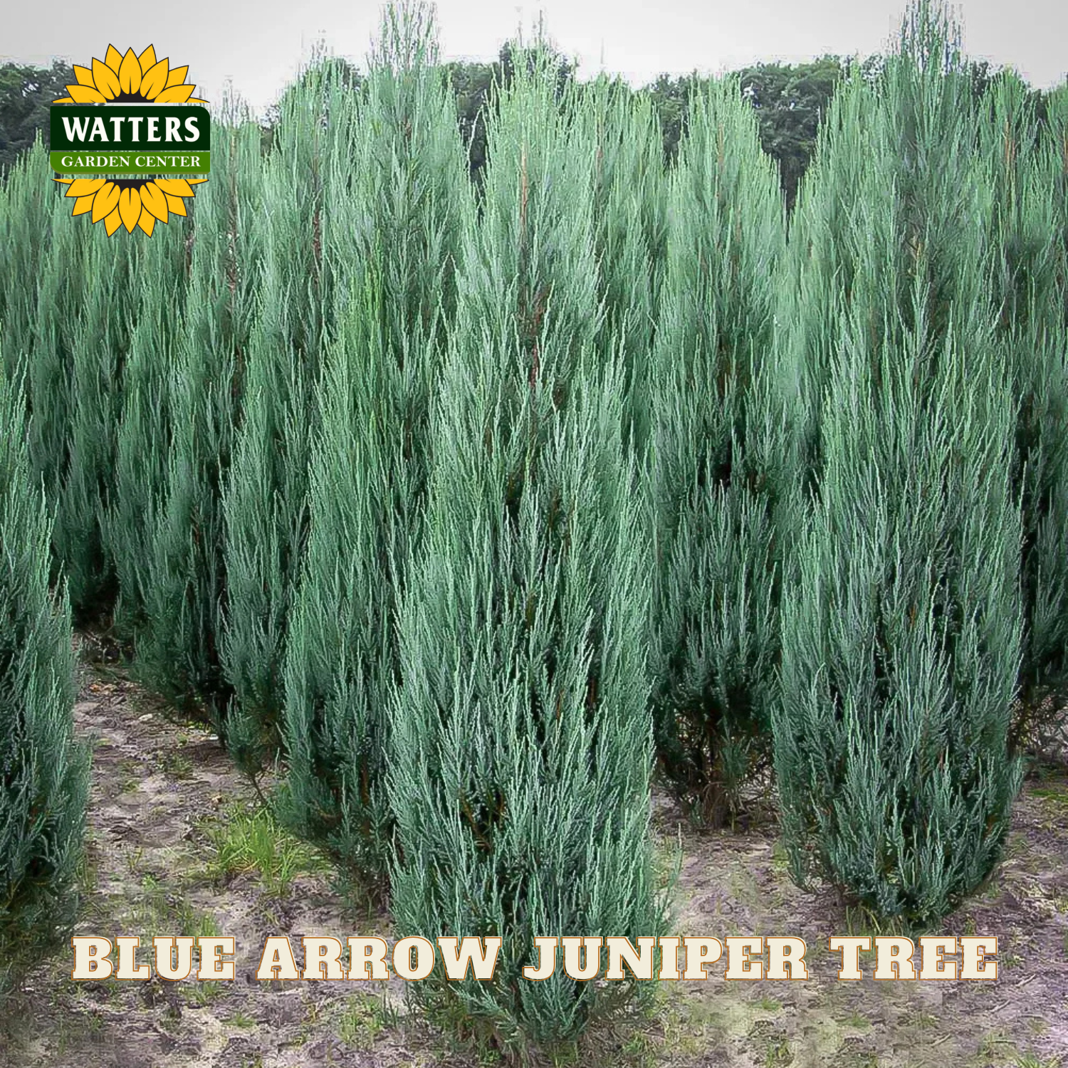 Row of Blue Arrow Juniper trees with Watters Garden Center logo.