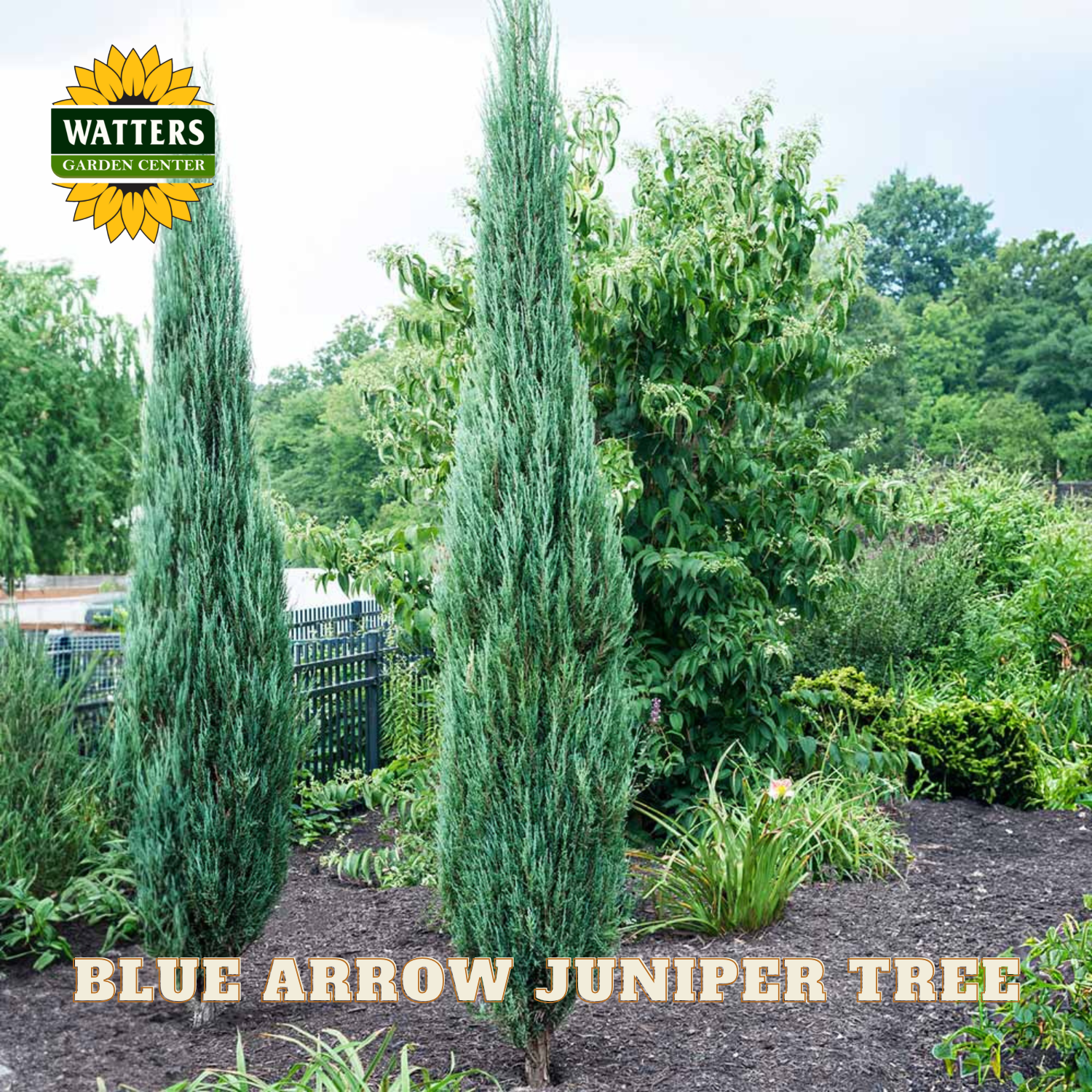 Two Blue Arrow Juniper trees in a garden setting with Watters Garden Center branding.