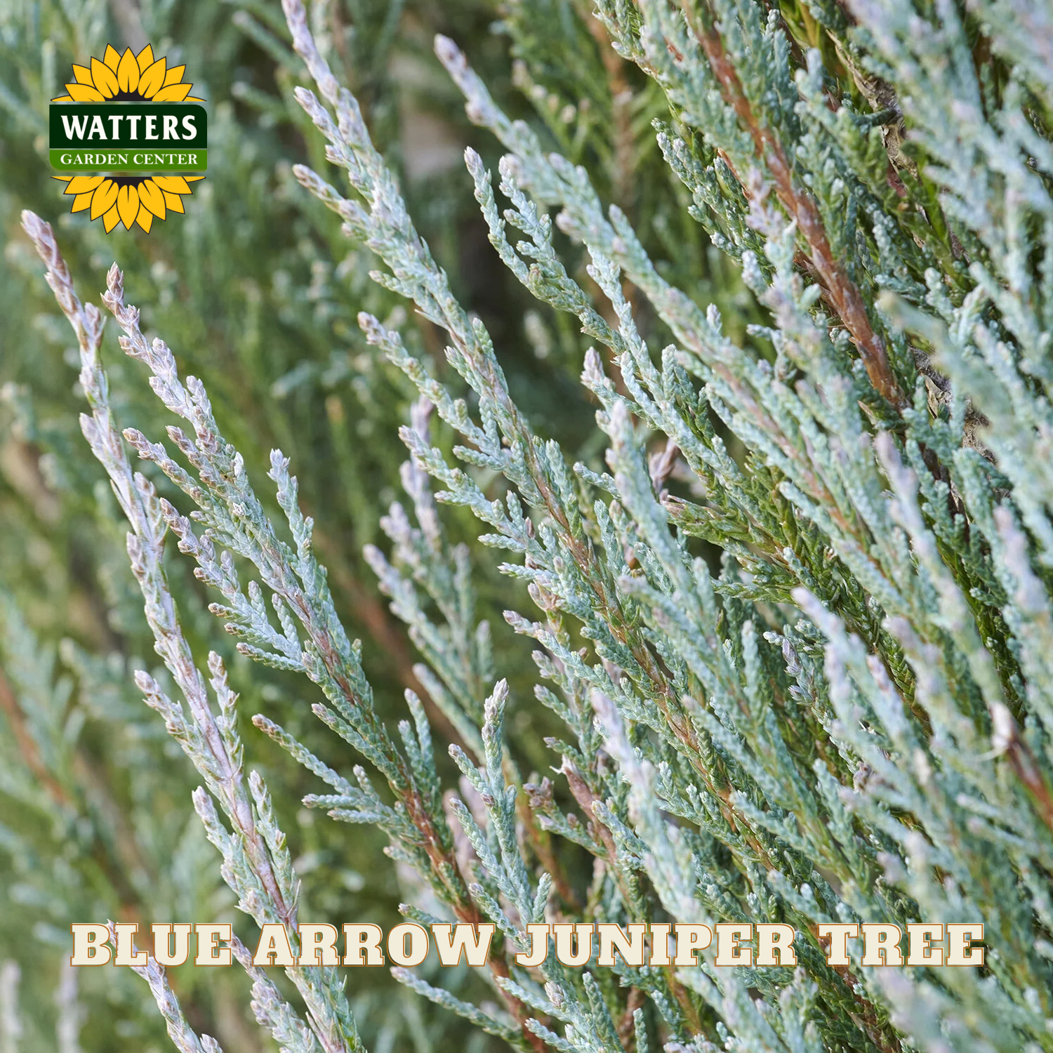 Close-up of Blue Arrow Juniper tree with Watters Garden Center logo.