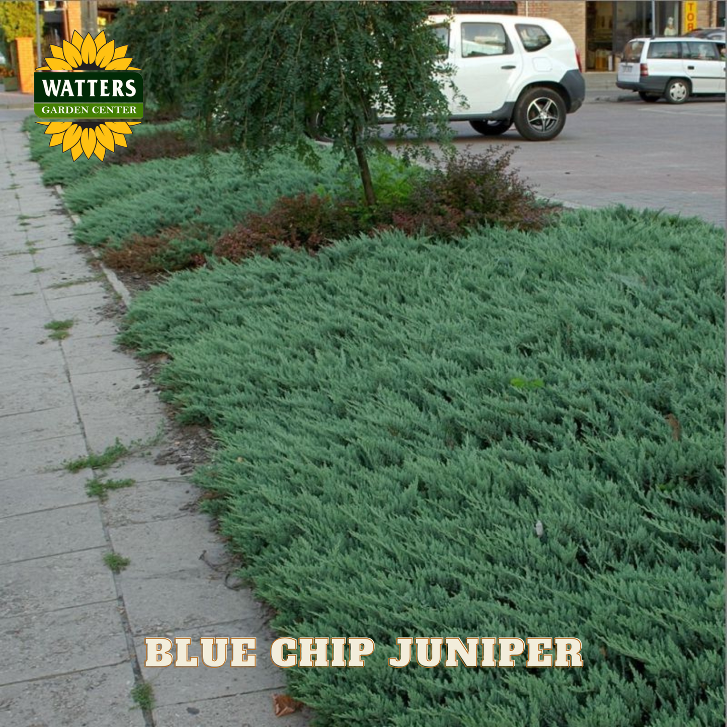 BLUE CHIP JUNIPER 2gal