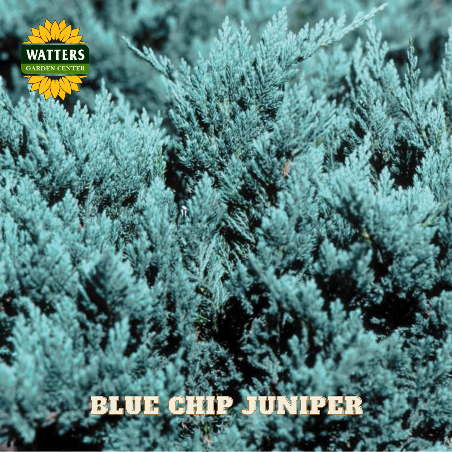 Blue Chip Juniper with Watters Garden Center logo