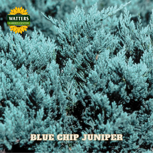 Blue Chip Juniper with Watters Garden Center logo