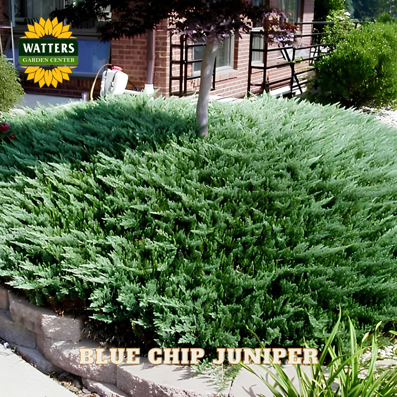 Green shrub labeled 'Blue Chip Juniper' with Watters Garden Center logo in the background.