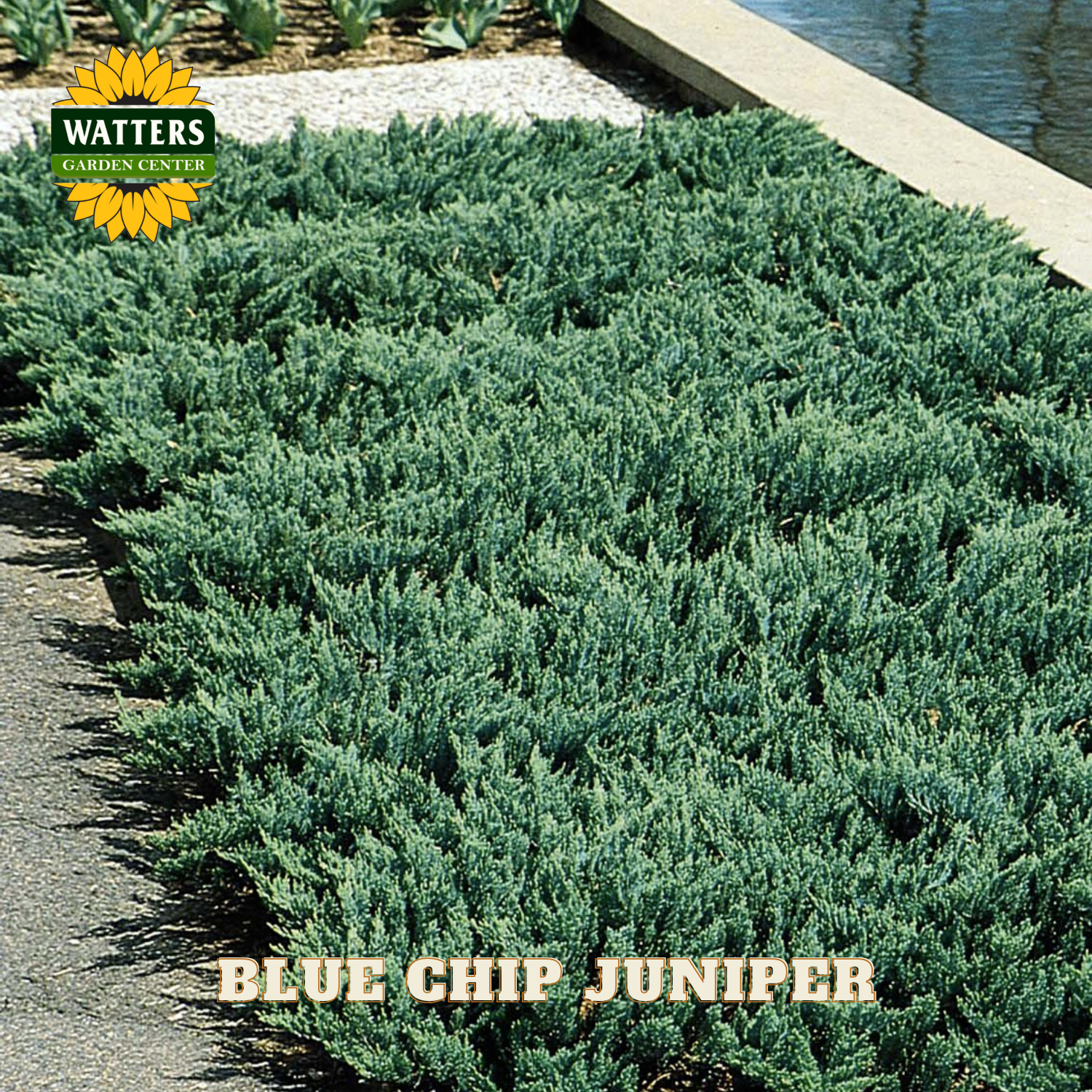Row of blue chip juniper plants with Watters Garden Center logo.