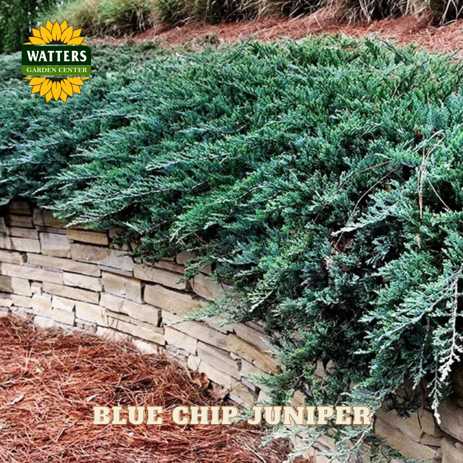 Blue Chip Juniper plant against a stone wall with Watters Garden Center logo.